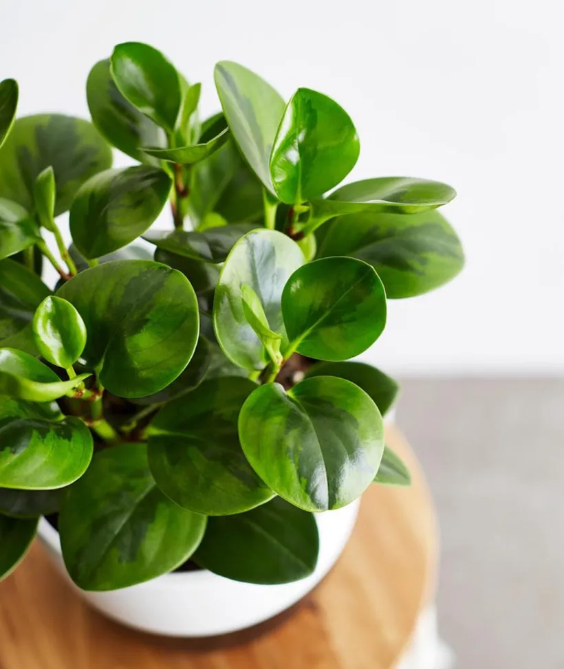 Peperomia Variegata — imagen 2