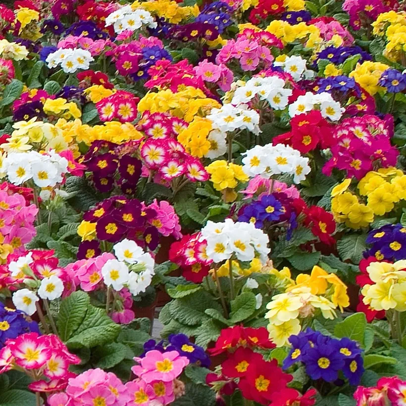 Primula Acaulis Nacional — imagen 2
