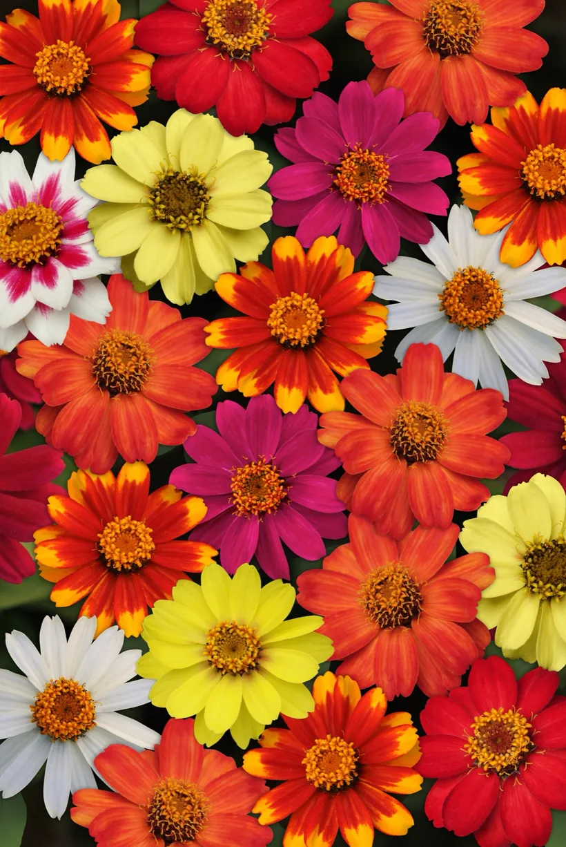 Zinnia Simple — imagen 2