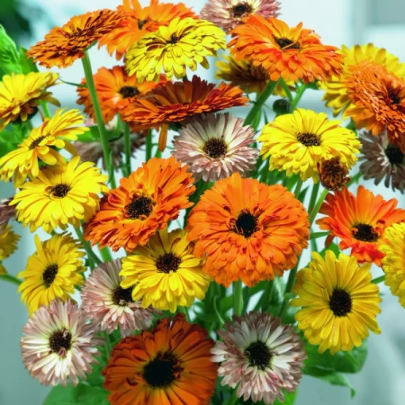 Calendula — imagen 2