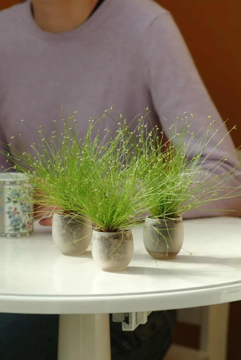 Isolepis — imagen 2