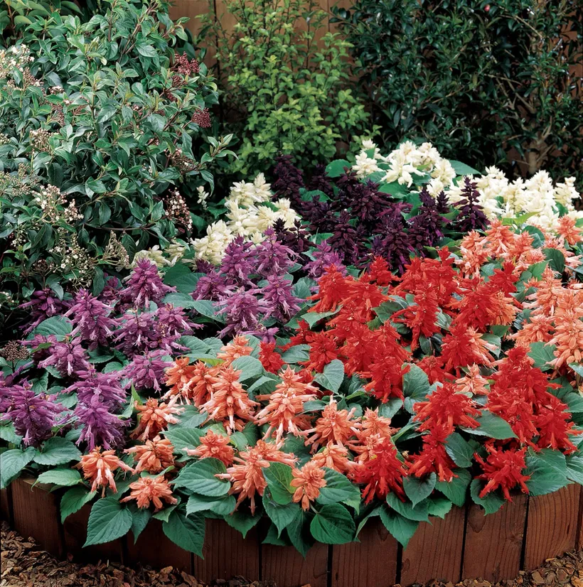 Coral — imagen 2