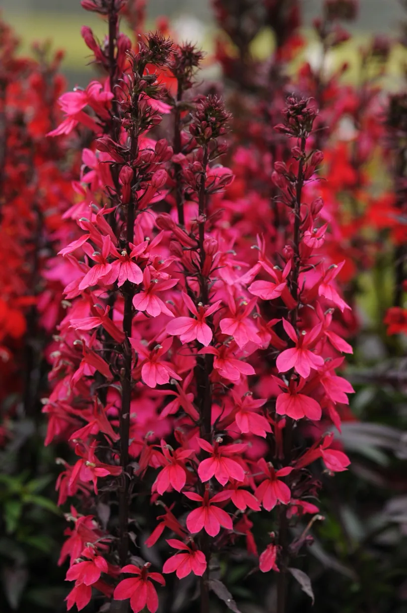 Lobelia F1 — imagen 2