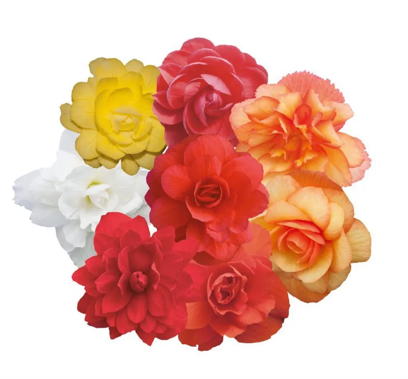 Begonia F1 Tuberosa Colgante — imagen 2