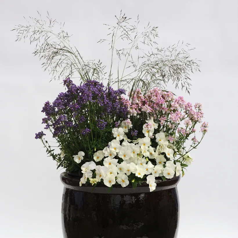 Nemesia F1 — imagen 2