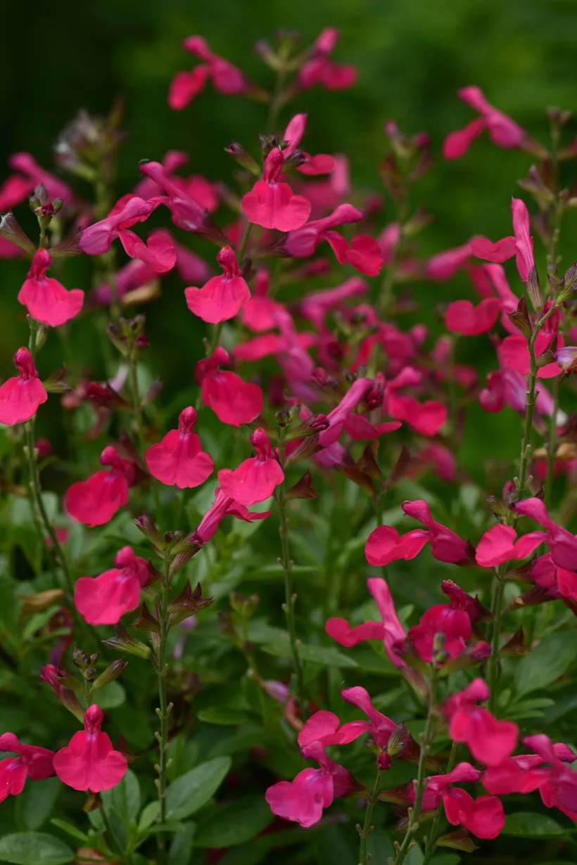 Gajo Salvia Greggii — imagen 2