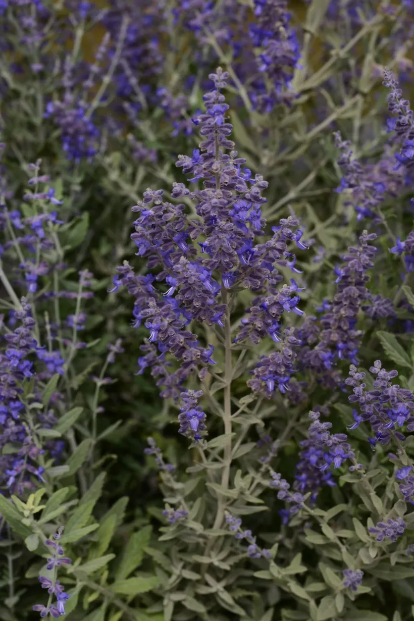 Salvia Rusa — imagen 2