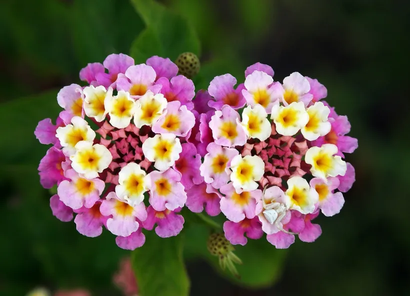 Gajo Lantana — imagen 2
