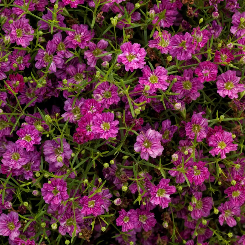 Gypsophylia — imagen 2