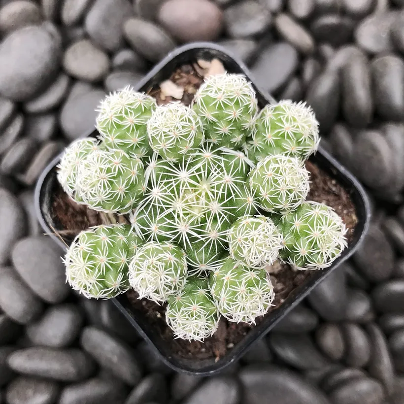 Cactus Mammillaria Gracilis — imagen 2