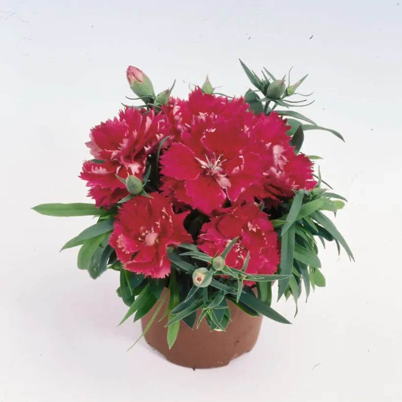 Clavelina F1 Chinensis Doble — imagen 2