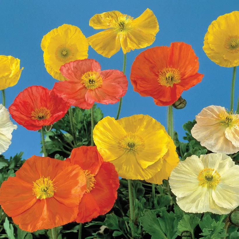 Amapola — imagen 2