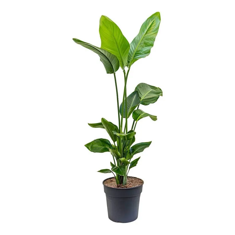 Strelitzia Nicolai — imagen 2