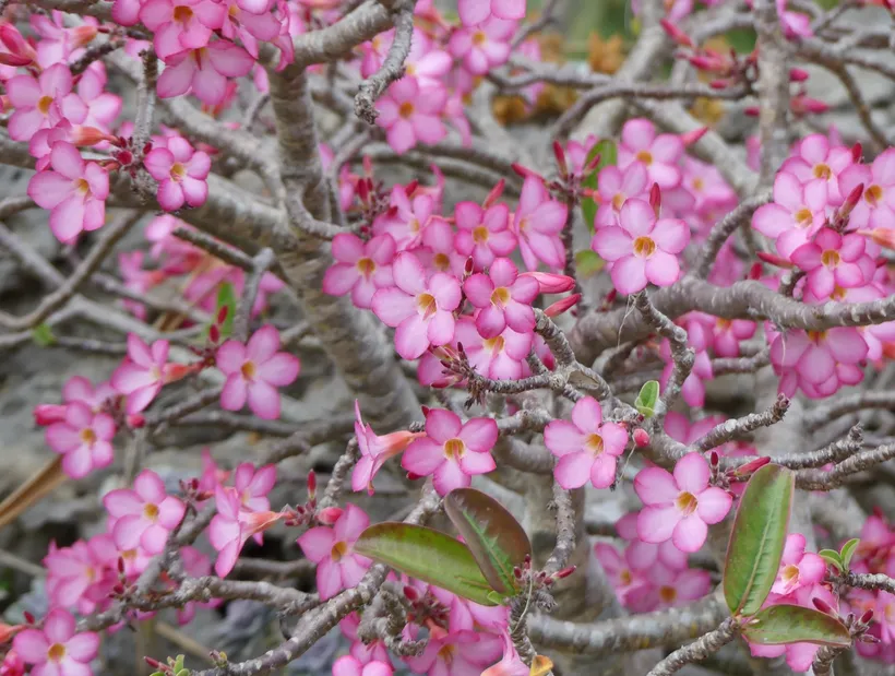 Adenium	Arabicum — imagen 2