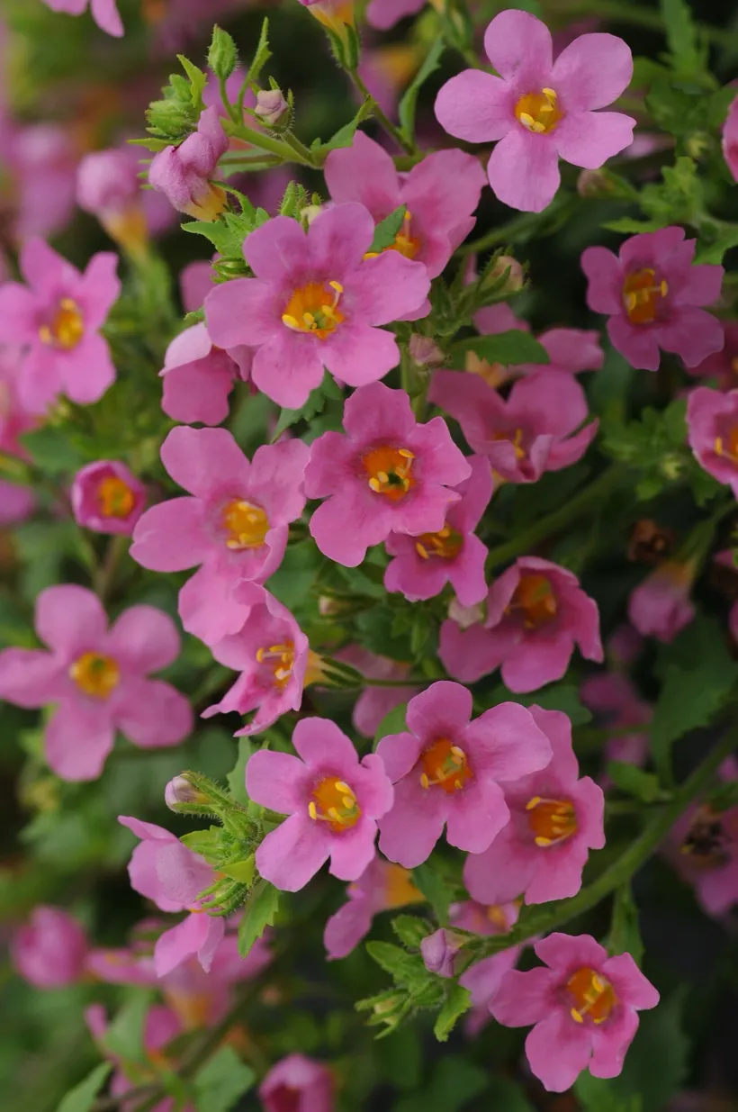 Bacopa F1 — imagen 2
