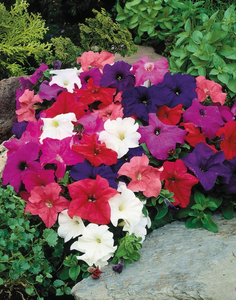 Petunia F1 Grandiflora Compacta — imagen 2