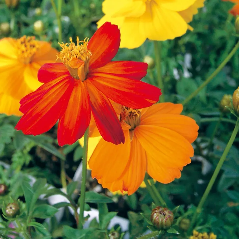 Cosmos — imagen 2