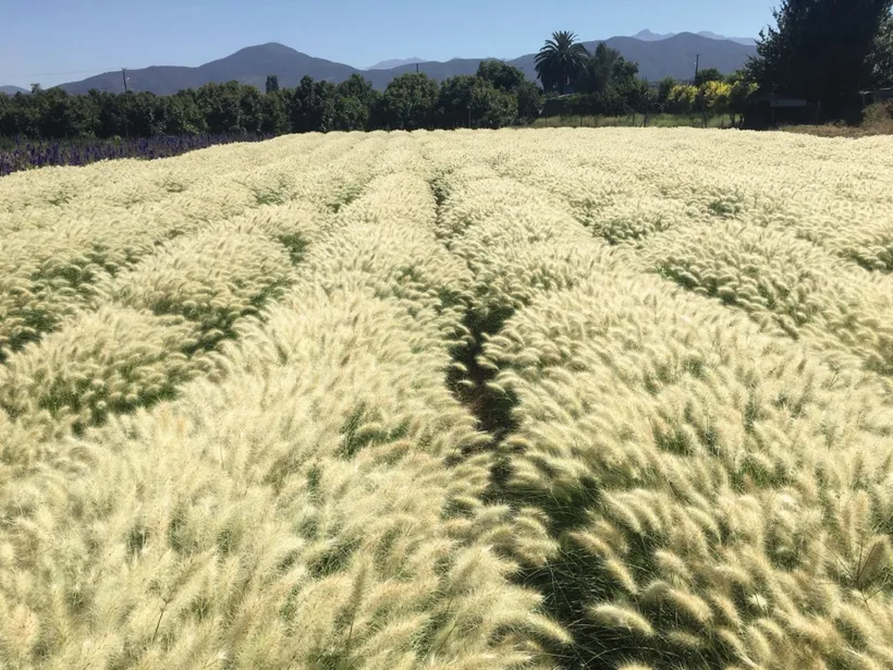 Pennisetum — imagen 2
