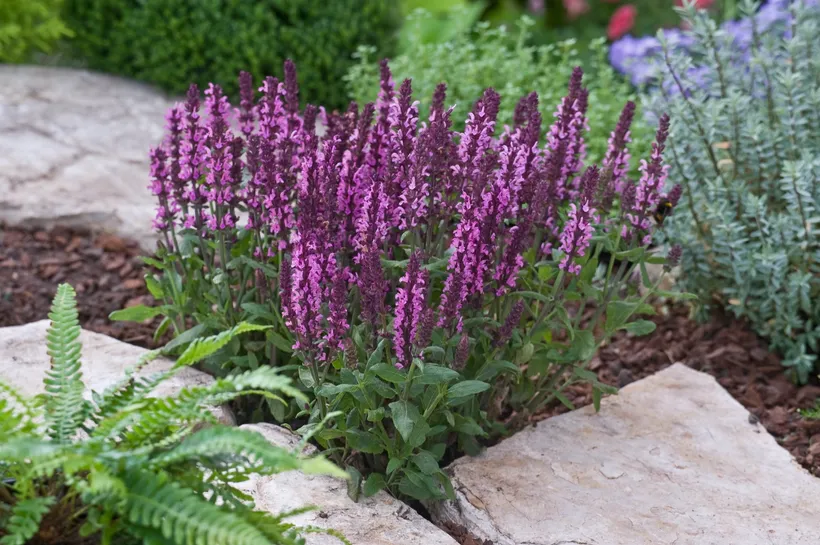 Salvia Nemorosa — imagen 2