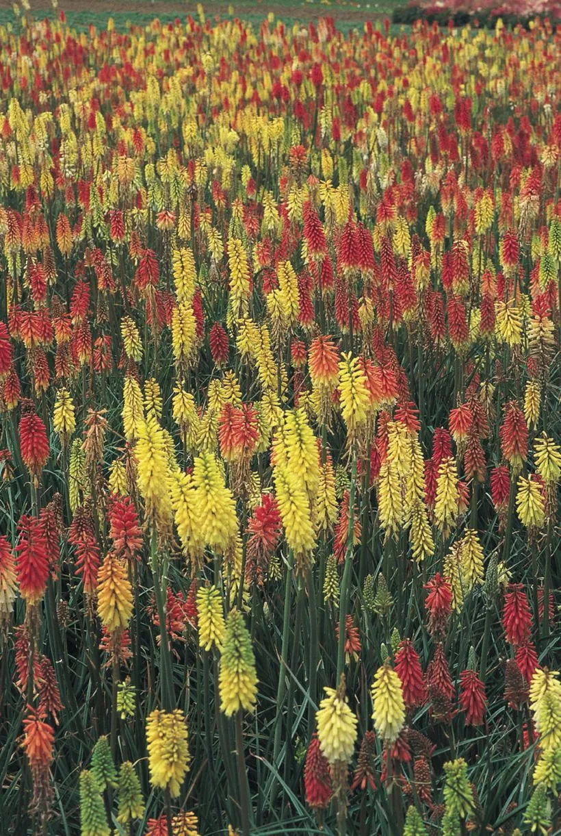 Kniphofia Uvaria — imagen 2