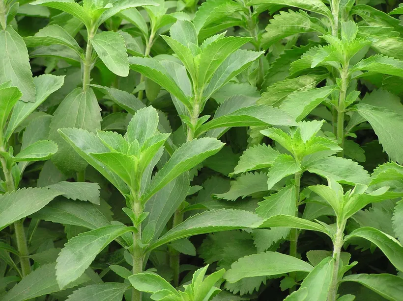 Stevia — imagen 2