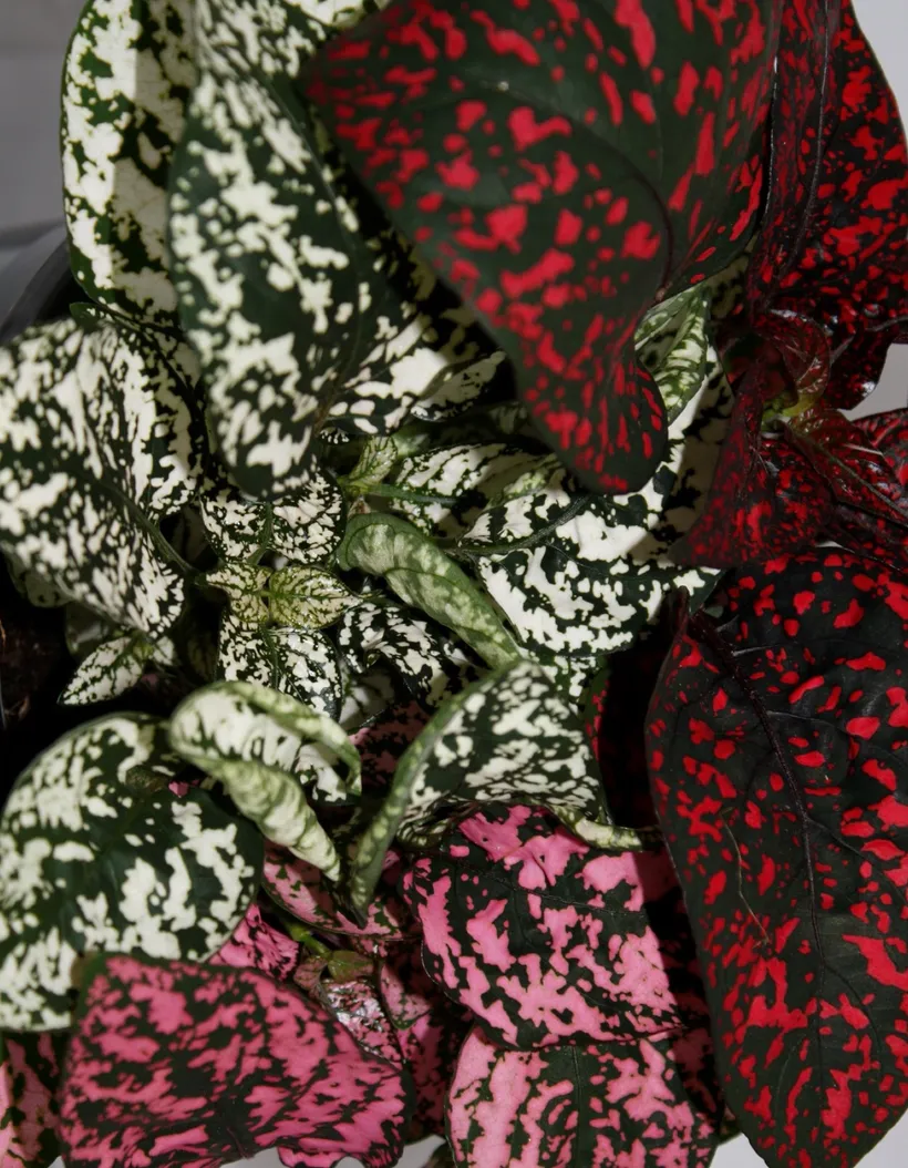Hypoestes — imagen 2