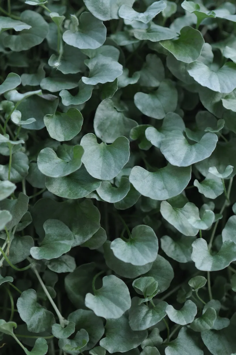 Dichondra — imagen 2
