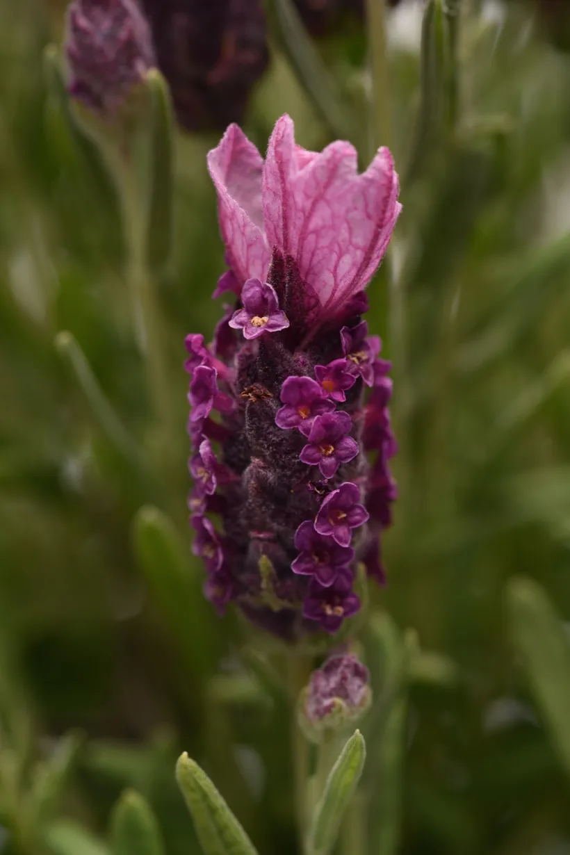Lavanda Stoechas — imagen 2