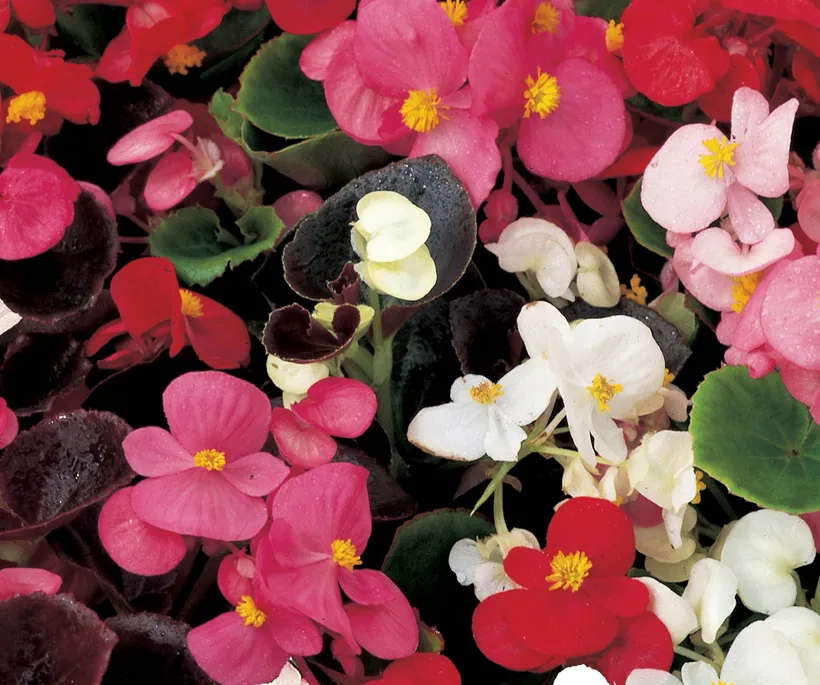 Begonia F1 Flor de Azúcar — imagen 2