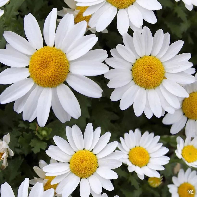 Chrysanthemum F1 — imagen 2