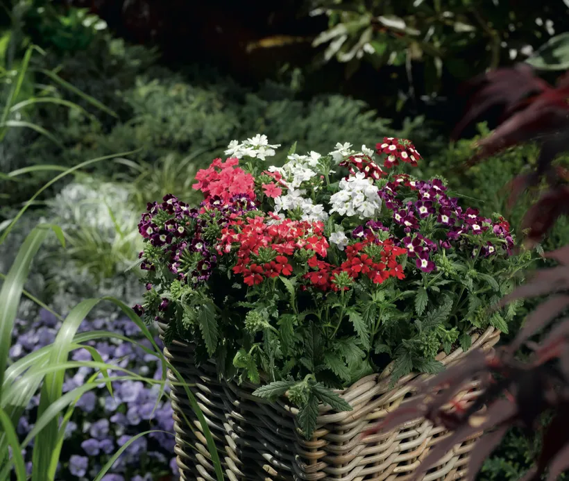 Verbena F1 — imagen 2