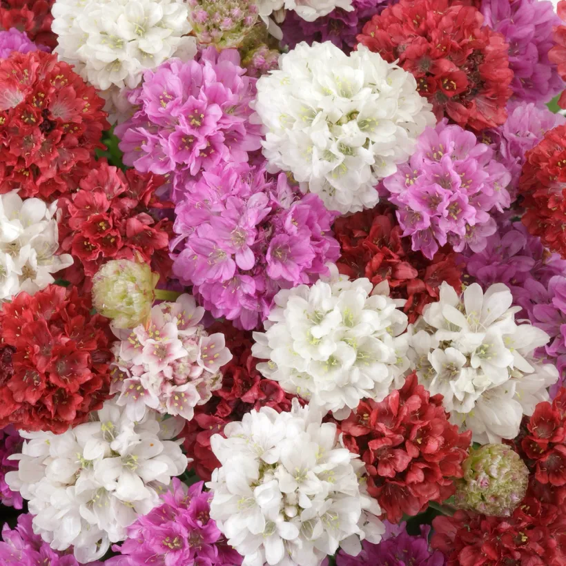 Armeria — imagen 2