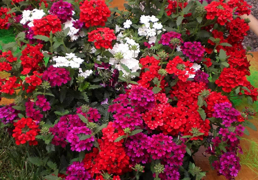 Gajo Verbena — imagen 2