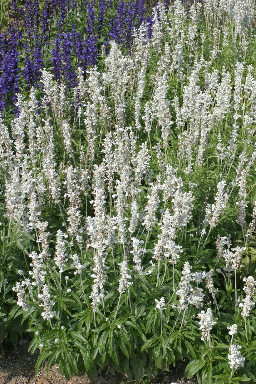 Salvia Farinacea — imagen 2