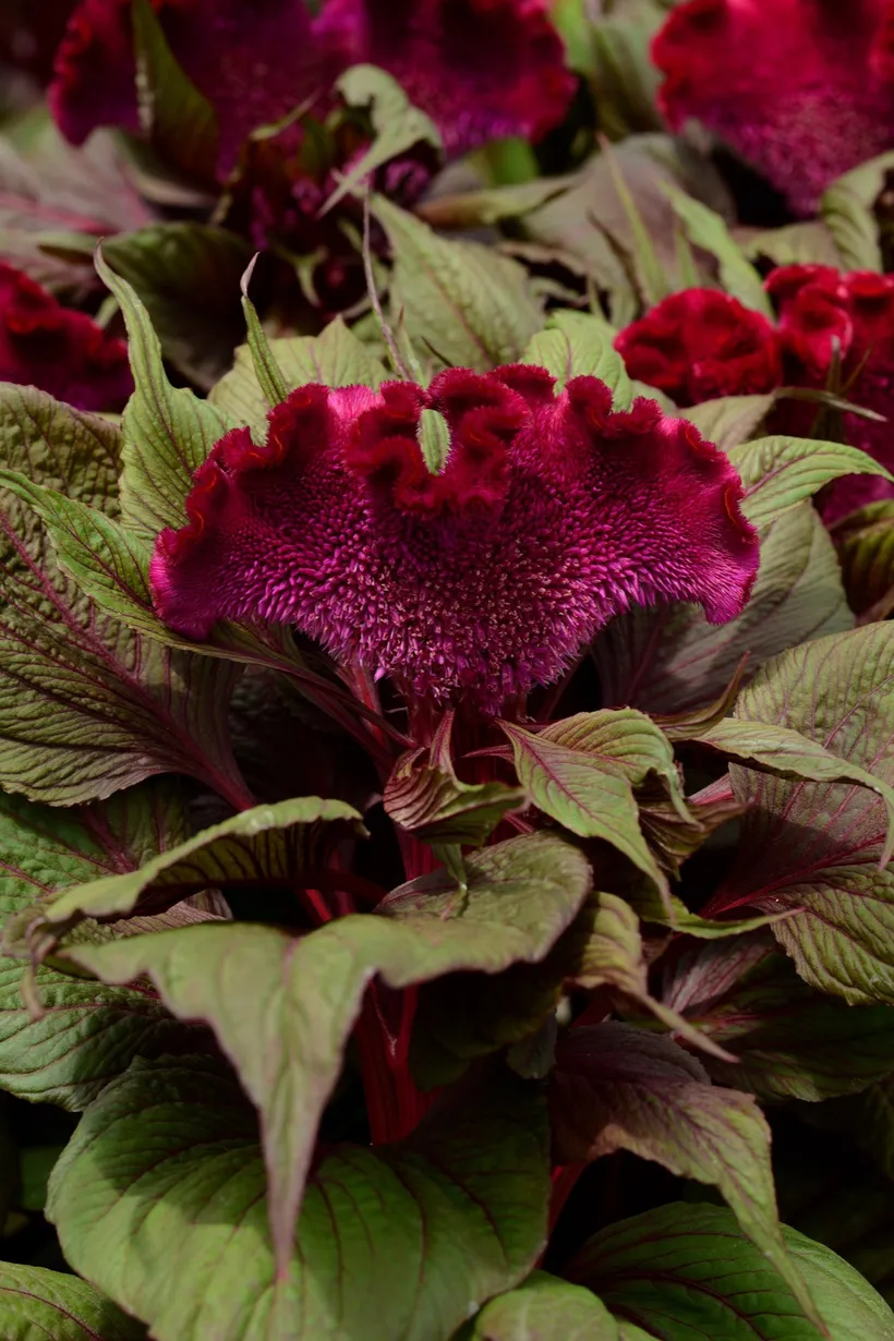 Celosia Cristata F1 — imagen 2