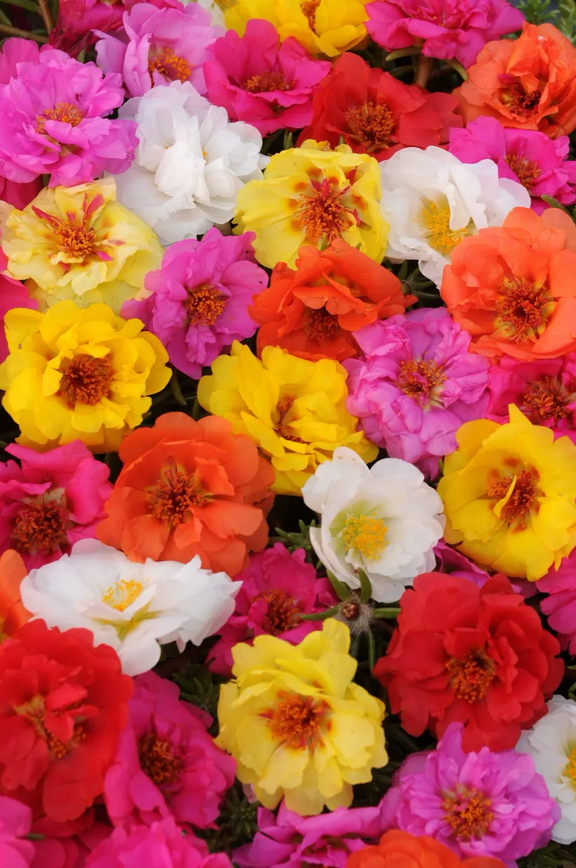 Portulaca F1 MP — imagen 2