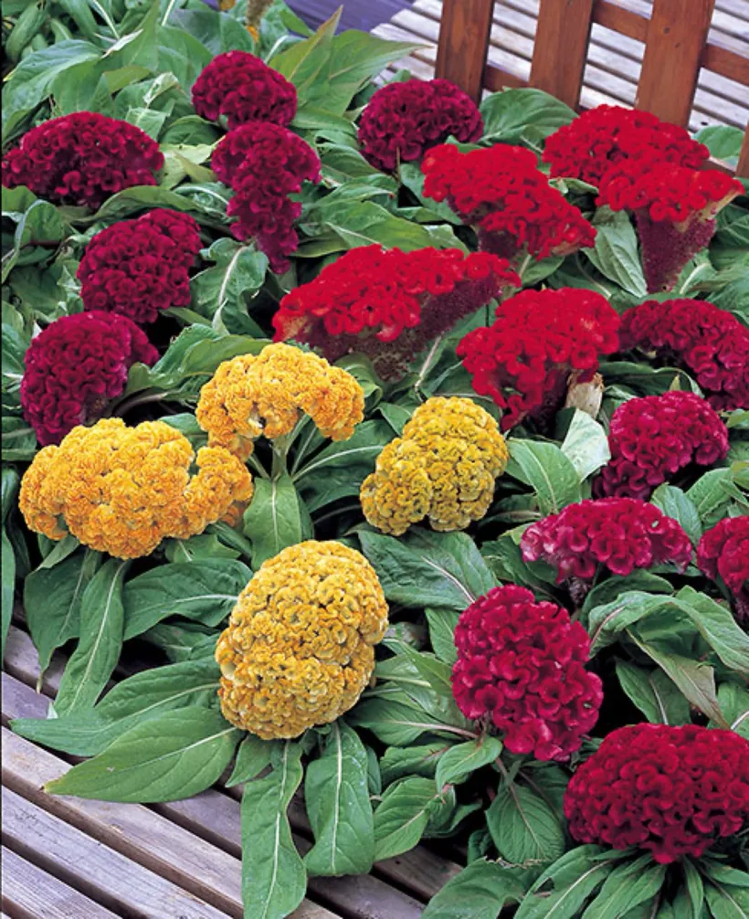 Celosia Cristata — imagen 2