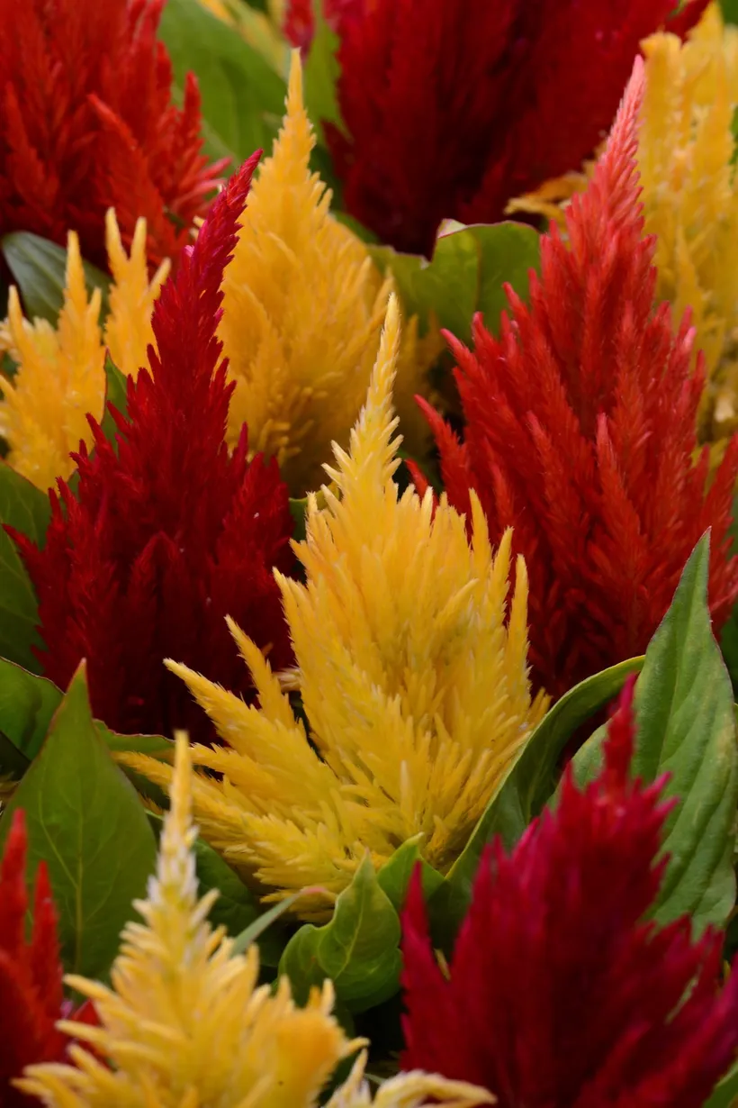Celosia Plumosa — imagen 2