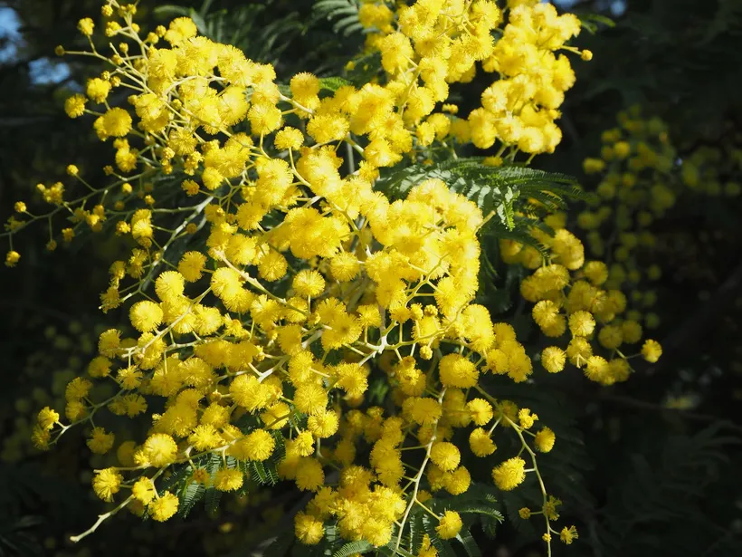 Acacia — imagen 2
