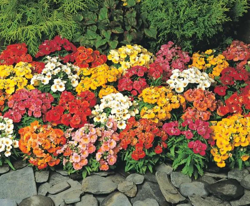 Nemesia — imagen 2