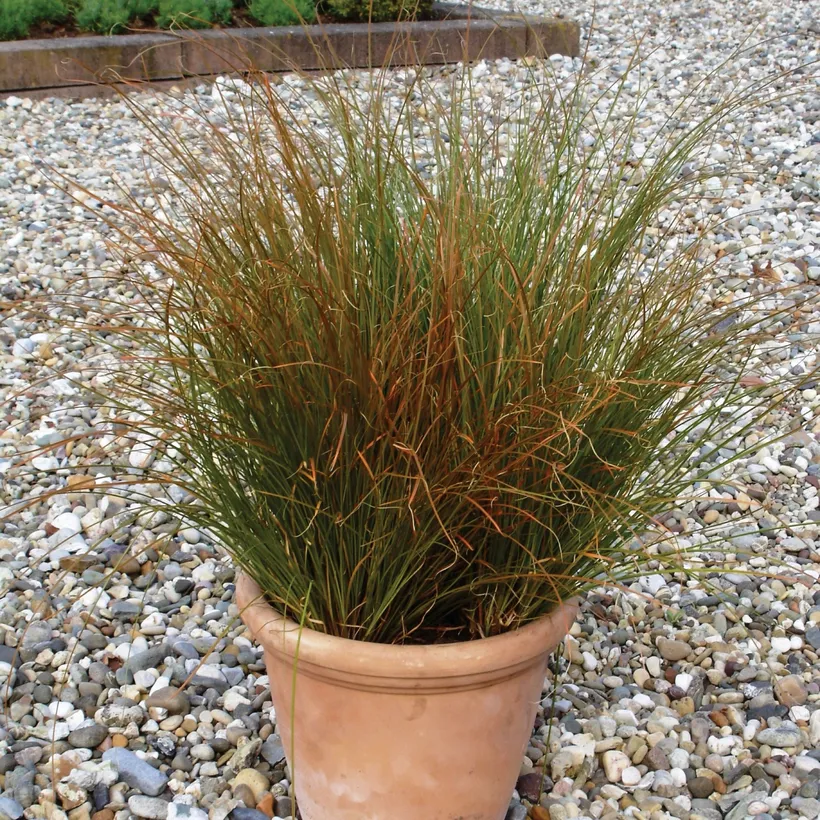 Carex — imagen 2