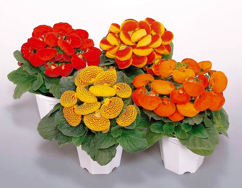 Calceolaria F1 — imagen 2