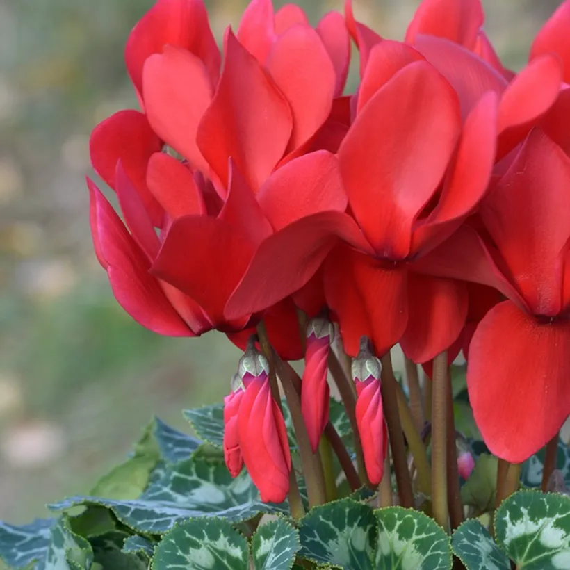 Cyclamen F1 — imagen 2