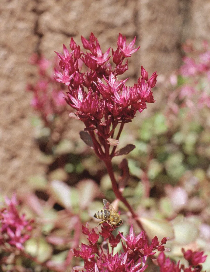 Sedum — imagen 2