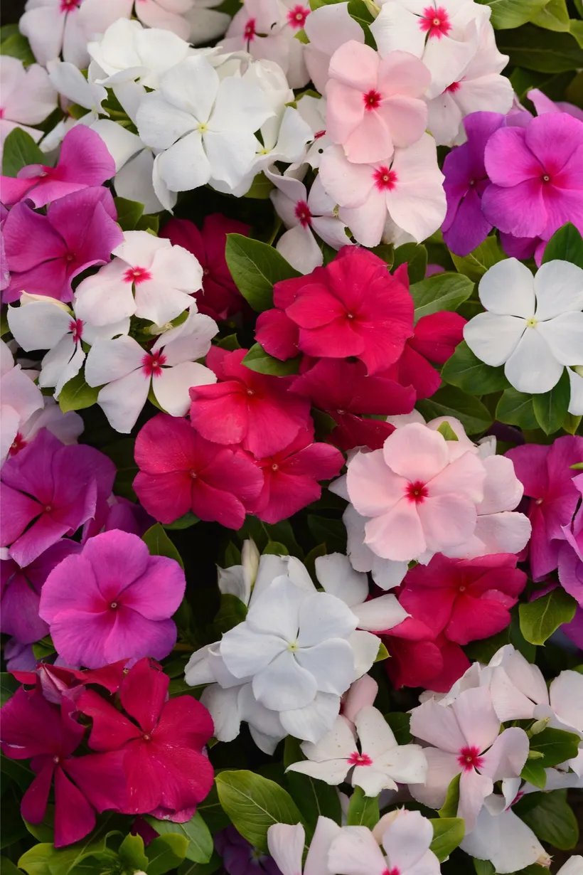 Vinca F1 — imagen 2