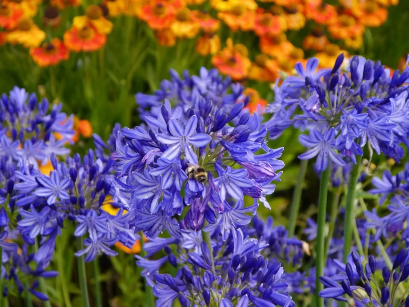 Agapanthus — imagen 2