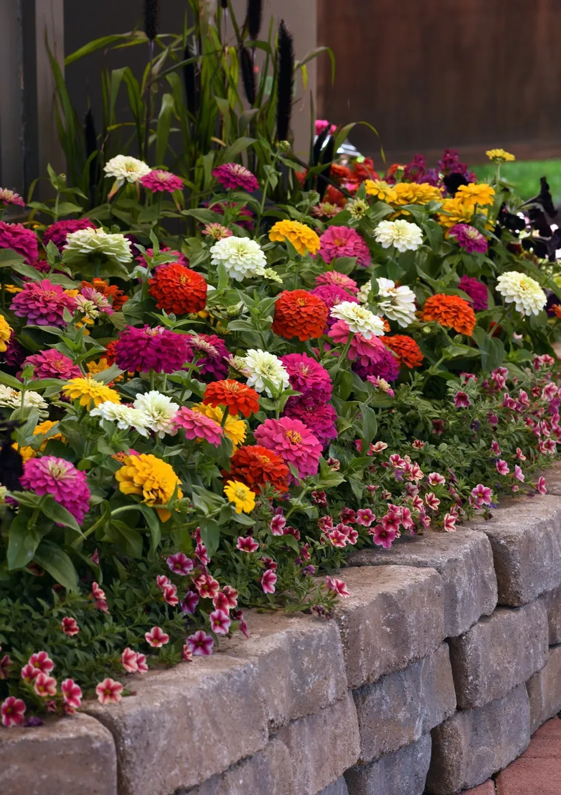 Zinnia F1 — imagen 2