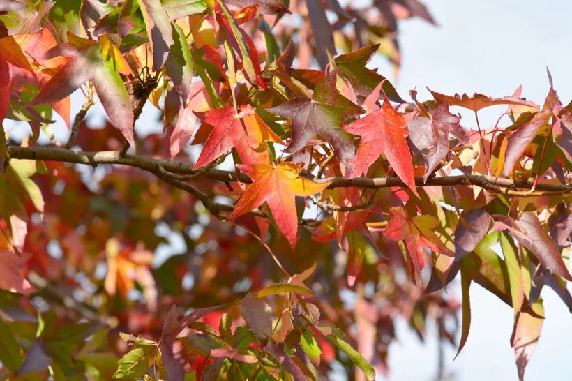 Liquidambar — imagen 2