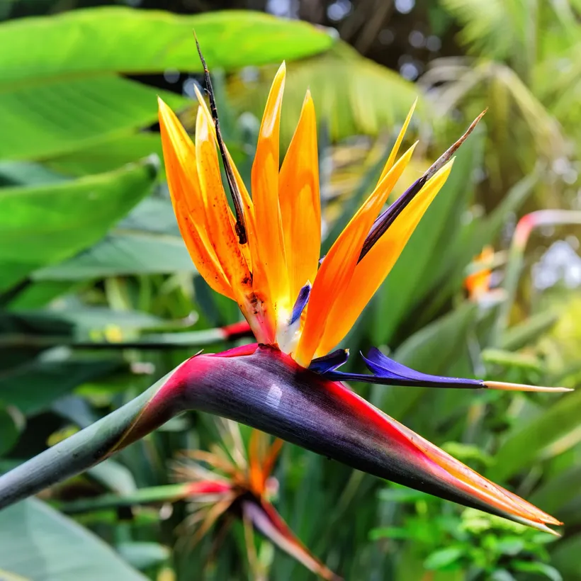 Strelitzia Reginae — imagen 2