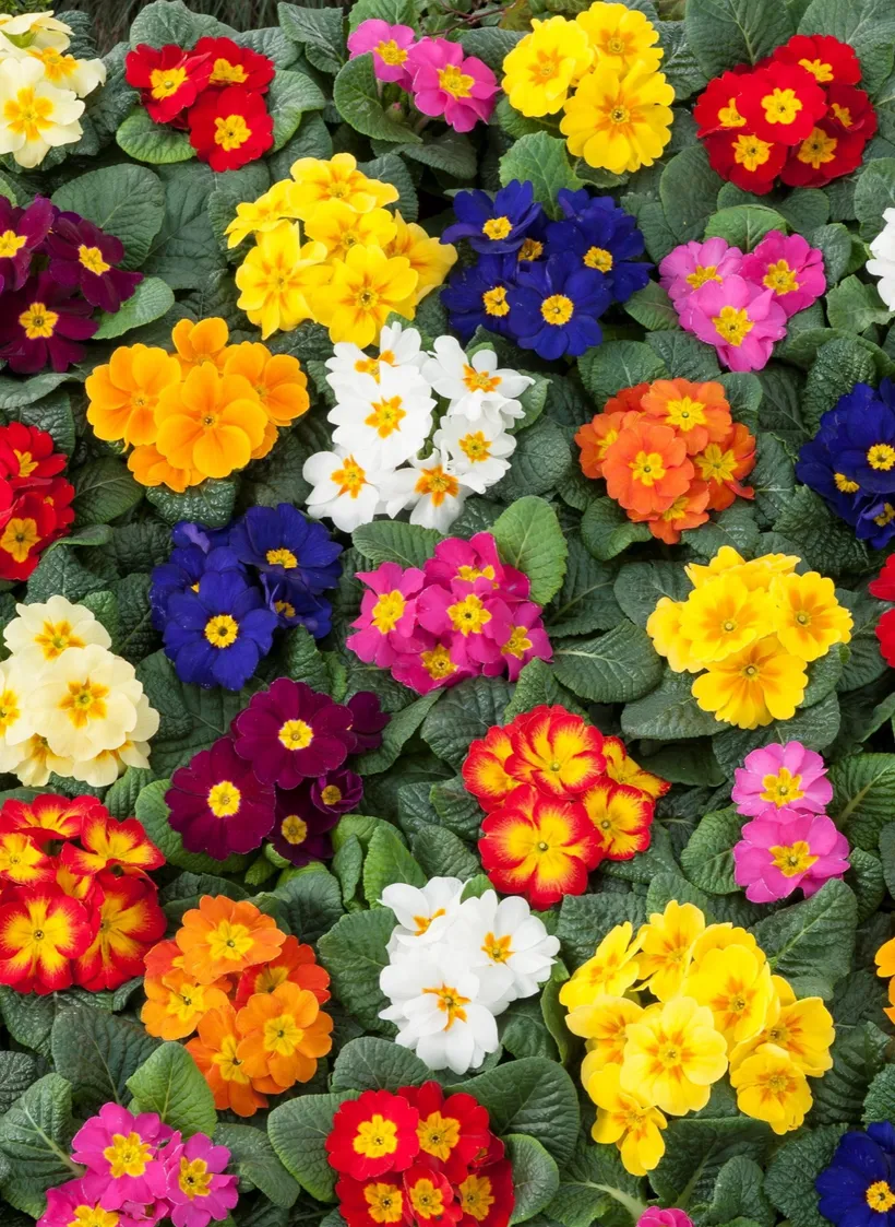 Primula Acaulis F1 — imagen 2